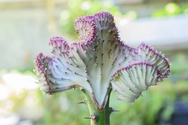 Crested Euphorbia Naturlig Bakgrund — Stockfoto