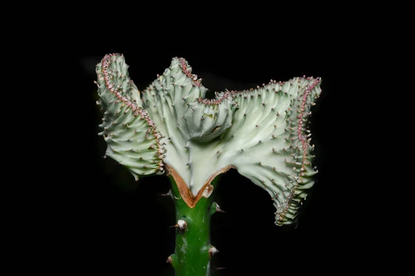 Crested Euphorbia Black Background Background Copying Area — Stock Photo, Image