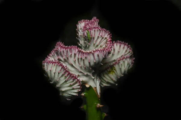 Crested Euphorbia Black Background Background Copying Area — Stock Photo, Image