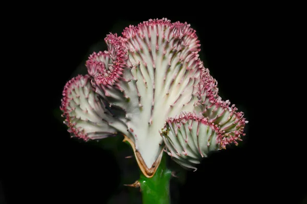 Crested Euphorbia Black Background Background Copying Area — Stock Photo, Image