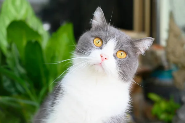 Grijs Witte Kat Zittend Een Natuurlijke Achtergrond — Stockfoto