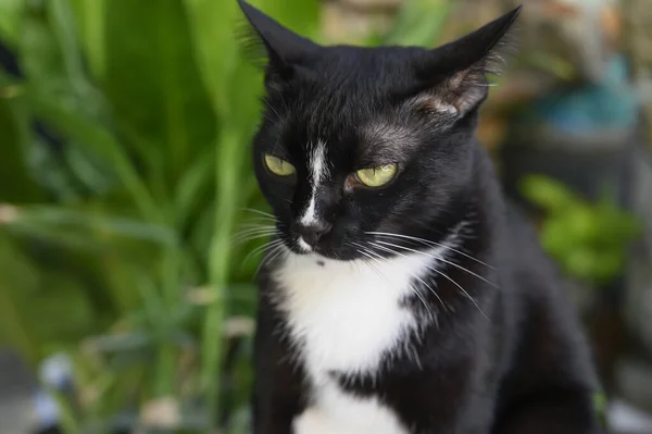 Gatto Bianco Nero Seduto Uno Sfondo Naturale — Foto Stock