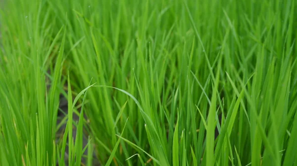 Zöld Rizs Növény Területen Természetes Háttér — Stock Fotó