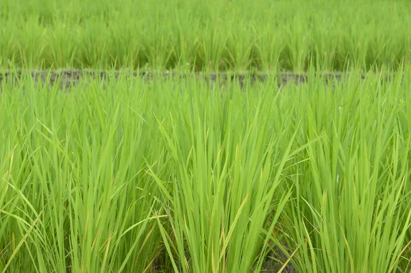 Φυτό Πράσινου Ρυζιού Φυσικό Περιβάλλον — Φωτογραφία Αρχείου