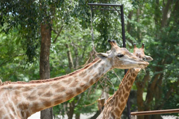 Girafe Long Cou Sur Fond Nature — Photo