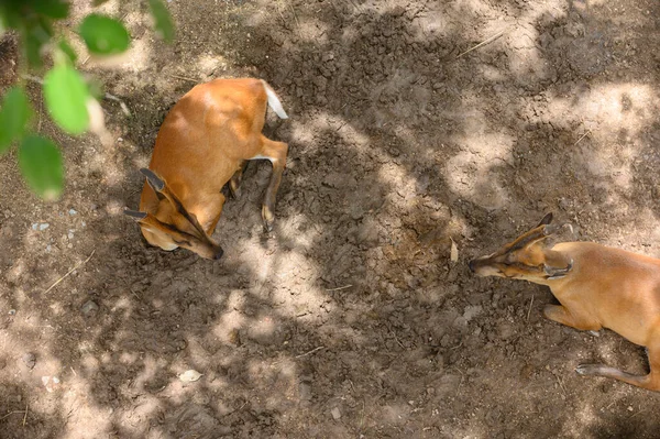褐鹿在自然界中栖息在地面上 — 图库照片