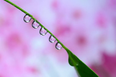 Renkli çiçeklerin arka planında doğada su damlaları