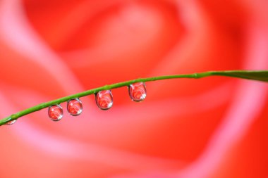 Bulanık çiçek arkaplanındaki yaprakların üzerindeki su damlacıklarının yakınlaştırılması