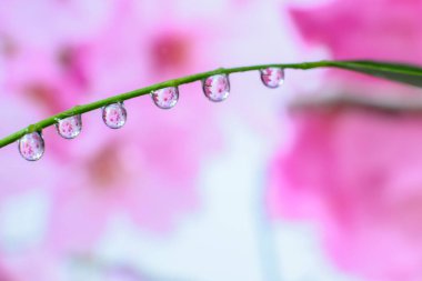 Arka planda su damlaları, pürüzsüz arka planda çiçekler, şablon arka planda