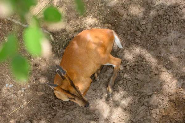 褐鹿在自然界中栖息在地面上 — 图库照片