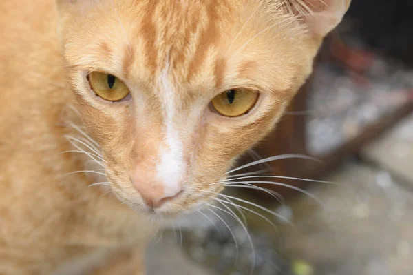 Kenmerken Van Thaise Bruin Oranje Katten — Stockfoto