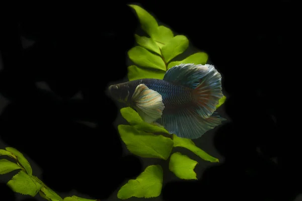 Peixe Betta Azul Com Plantas Água Verde Sobre Fundo Preto — Fotografia de Stock