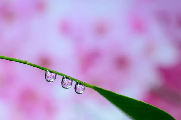 Gotas Agua Fondo Flores Colores Naturaleza —  Fotos de Stock