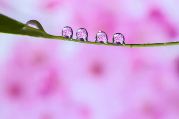 Droppar Vatten Bakgrunden Färgglada Blommor Naturen — Stockfoto