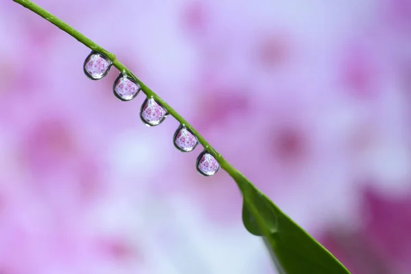 자연계에 꽃들의 배경에 물방울들 — 스톡 사진