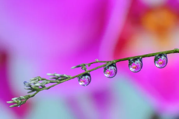 Parlak yaprakların üzerindeki su damlacıkları doğal bir arkaplanda