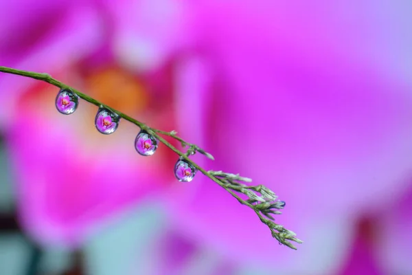 Vatten Droppar Ljusa Blad Naturlig Bakgrund — Stockfoto