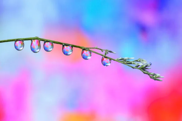 Vatten Droppar Bakgrund Blommor Lutning Bakgrund — Stockfoto