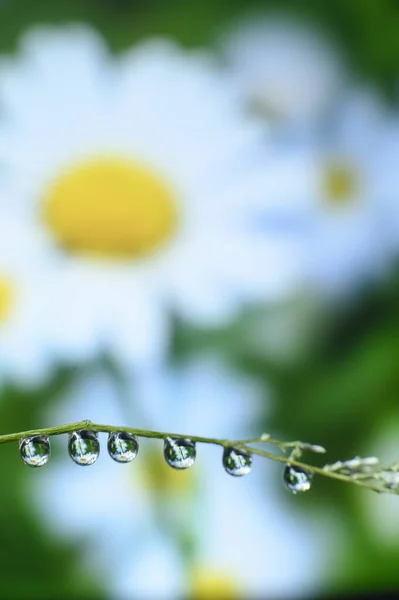 Vatten Droppar Bakgrund Blommor Sömlös Bakgrund Mönster Bakgrund — Stockfoto