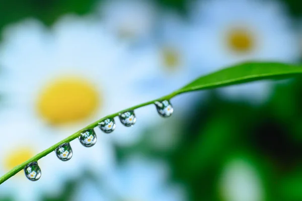 Vatten Droppar Bakgrund Blommor Sömlös Bakgrund Mönster Bakgrund — Stockfoto