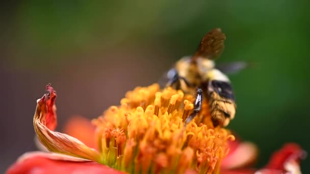 Yumuşak Bir Arka Planda Çiçekler Böcekler — Stok video