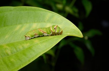 Yeşil yapraklı solucan doğa arka planında