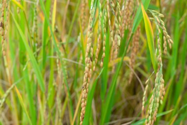 Doğal arka planda yeşil pirinç bitkisi, soyut arkaplan