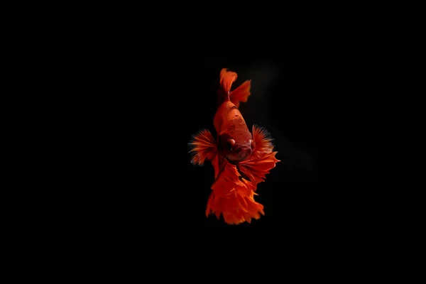 Red Thai Fighting Fish Copy Space Black Background — Stock Photo, Image