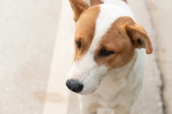 One brown white dog on abstract background