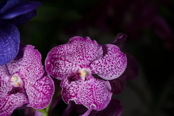 Orchid Flower Petals Black Backdrop Nature Background — Stock Photo, Image