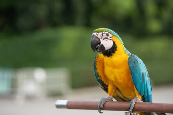 Papagaio Arara Colorido Esculpido Madeira Fundo Natureza — Fotografia de Stock