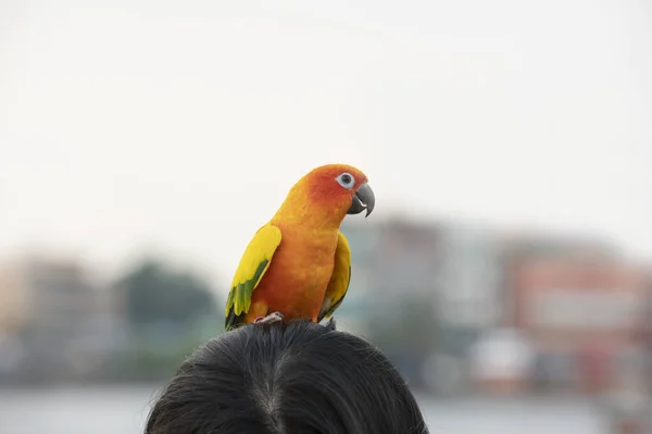 Sun Conure Parrot Woman Head White Background — Stock Photo, Image