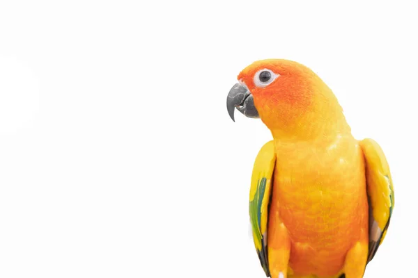 Kolorowe Słońce Conure Papuga Białym Tle — Zdjęcie stockowe