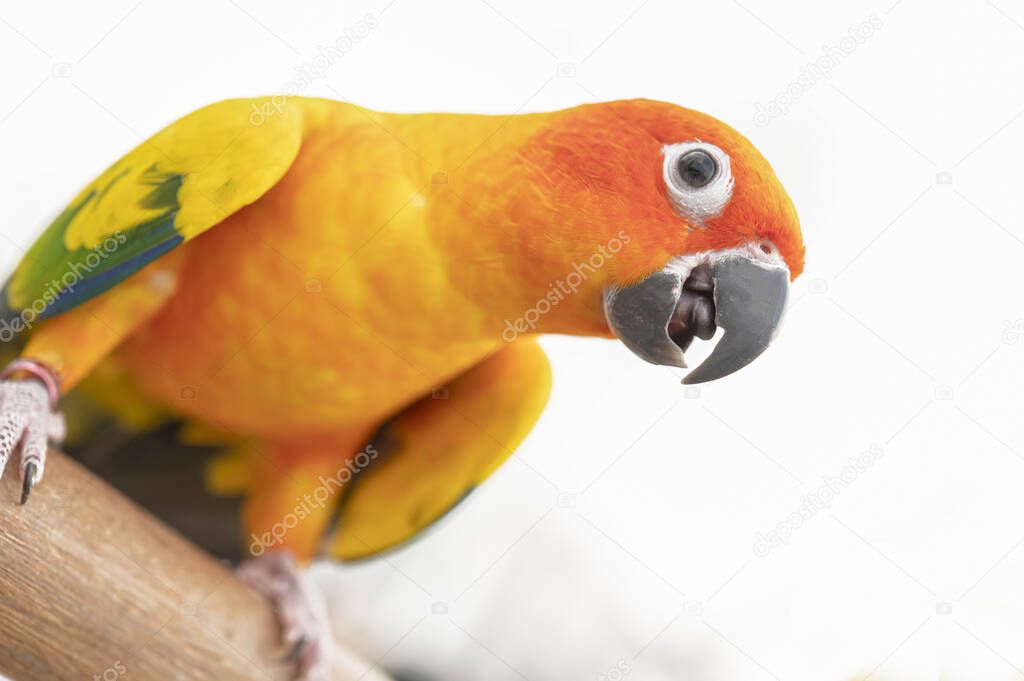 A colorful sun conure parrot on a white backdrop