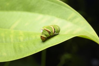 Yeşil yapraklı solucan doğa arka planında