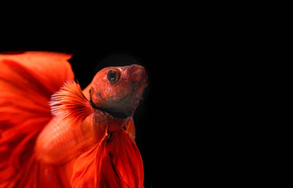 Czerwona Tajska Ryba Walcząca Przestrzenią Czarnym Tle — Zdjęcie stockowe