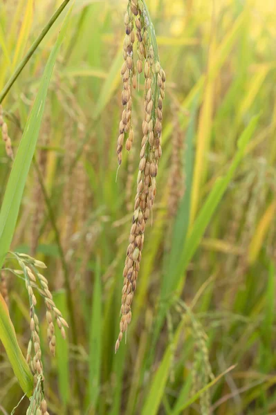 Zöld Rizs Növény Természetes Háttér Elvont Háttér — Stock Fotó