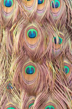 Yamalı arkaplanda renkli sivrisinek tüyü