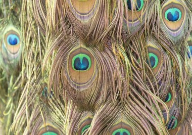 Yamalı arkaplanda renkli sivrisinek tüyü