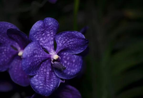 Orchid Flower Petals Black Backdrop Nature Background — Stock Photo, Image