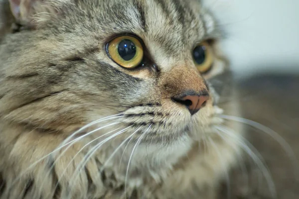 Kattunge Kort Hatt Brun Tiger Mønsterfarge Pelsen Stående – stockfoto