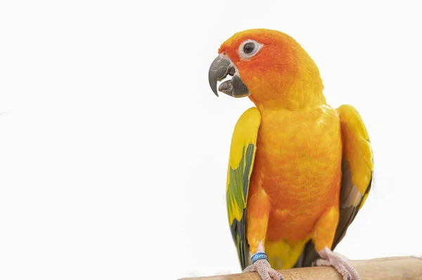 Papagaio Colorido Conure Sol Fundo Branco — Fotografia de Stock