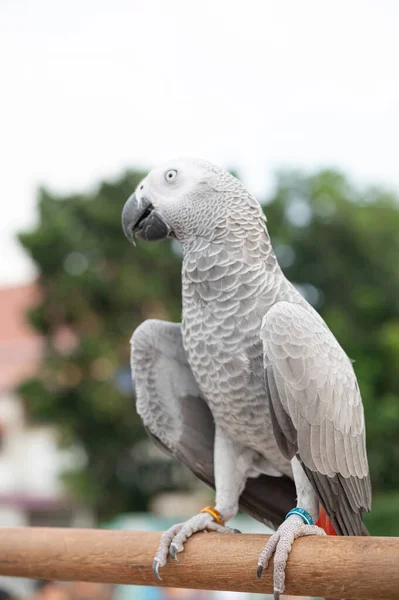 Papagaio Cinzento Africano Fundo Borrado — Fotografia de Stock