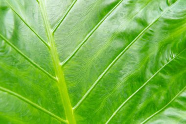 Yumuşak bulanık biçim arkaplan resmi üzerindeki doğa yeşil yaprakları