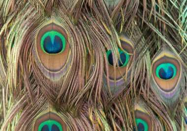 Yamalı arkaplanda renkli sivrisinek tüyü