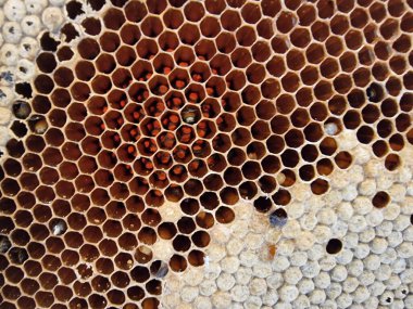 Altın bal peteği soyut arkaplan