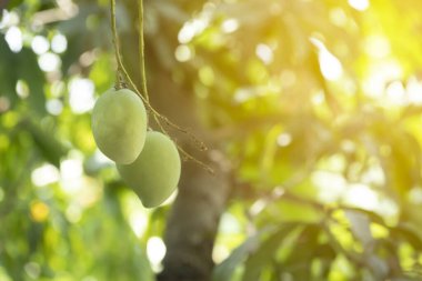 Bahçede yeşil mango ağacı ve doğal ışık.