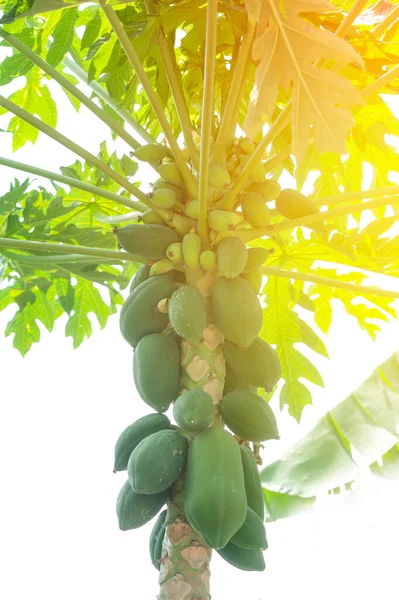 Ağaçta Soyut Özgeçmişi Olan Doğal Yeşil Papaya