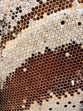 Altın bal peteği soyut arkaplan