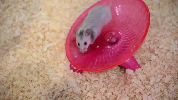 Dönen Tekerlek Oyuncağında Hamster — Stok video